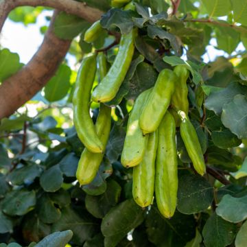 Carrubo - Ceratonia siliqua