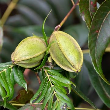 Carya illinoinensis Mohawk - Pecan
