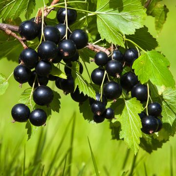 Ribes nero Merveille De Gironde