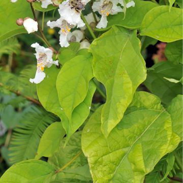 Catalpa bignonioides Aurea - Catalpa doré