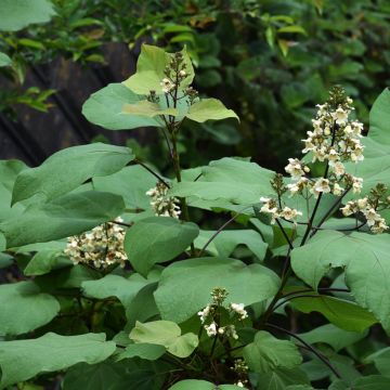 Catalpa bignonioides Aurea - Catalpa doré