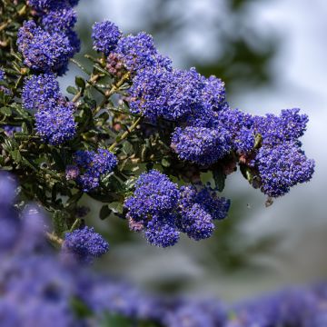 Ceanothus impressus Dark Star