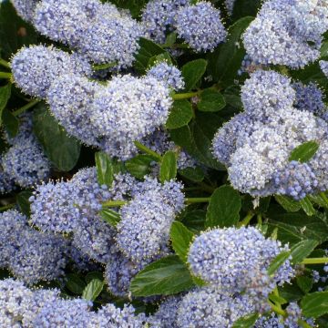 Ceanothus Edinburgh