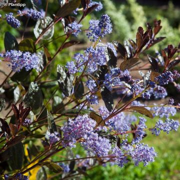 Ceanothus thyrsiflorus Tuxedo