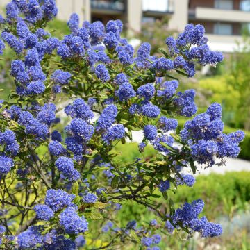 Ceanothus arboreus Concha