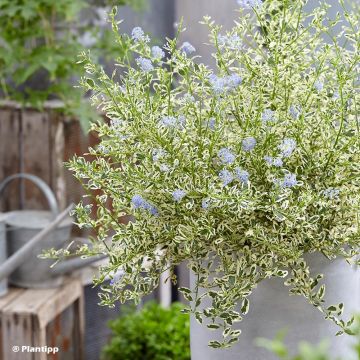Ceanothus impressus Cool Blue