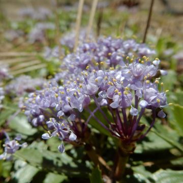 Ceanothus prostratus Prostratus