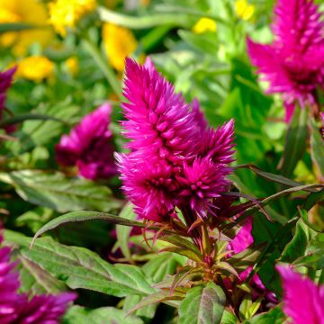 Celosia spicata Kelos Fire Purple