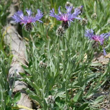 Centaurea triumfettii ssp. stricta - Fiordaliso di Trionfetti