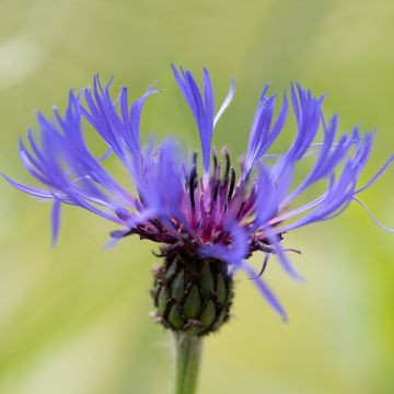 Centaurea triumfettii ssp. cana - Fiordaliso di Trionfetti