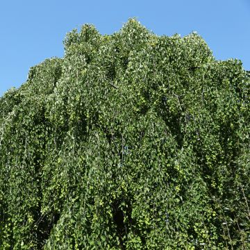 Cercidiphyllum japonicum Morioka Weeping - Albero del caramello