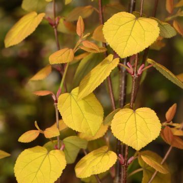 Cercidiphyllum japonicum Râ - Albero del caramello