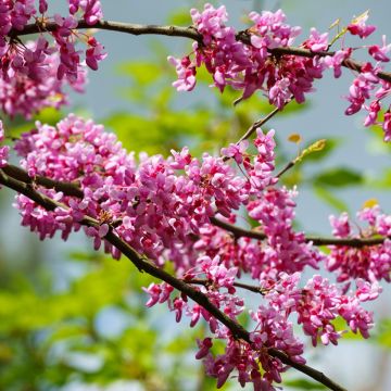 Cercis canadensis Tennessee Pink - Albero di Giuda
