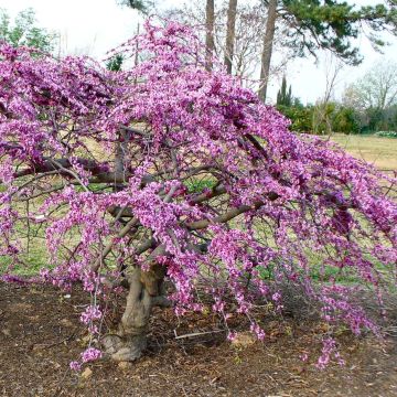 Cercis canadensis var. texensis Traveller - Albero di Giuda