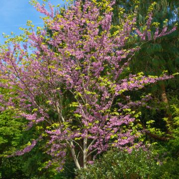 Cercis canadensis - Albero di Giuda