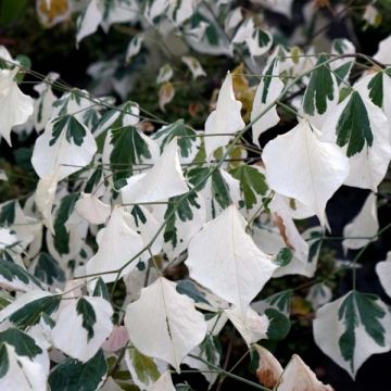 Cercis canadensis Silver Lining - Albero di Giuda
