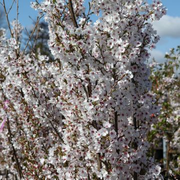 Prunus Royal Flame - Ciliegio da fiore