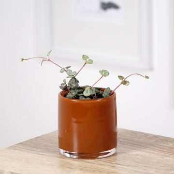 Ceropegia woodii - Collana di cuori