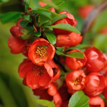 Chaenomeles japonica Orange Beauty - Fior di Pesco