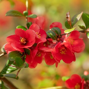 Chaenomeles japonica - Fior di Pesco