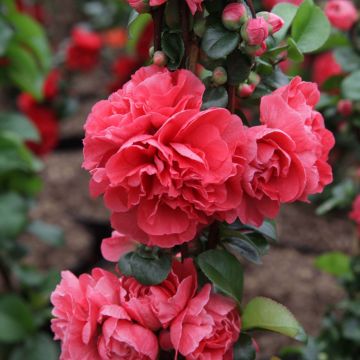 Chaenomeles speciosa Pink Storm - Fior di Pesco