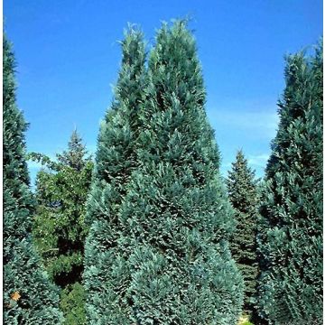 Chamaecyparis lawsoniana Alumii - Cipresso bianco