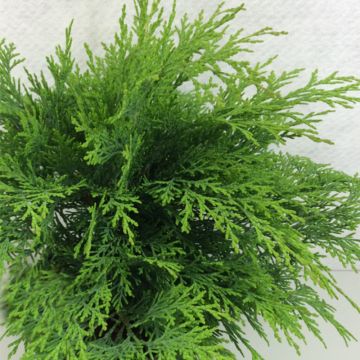 Chamaecyparis lawsoniana Mini Globus - Cipresso bianco