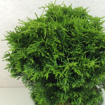 Chamaecyparis lawsoniana Twisted Ball - Cipresso bianco