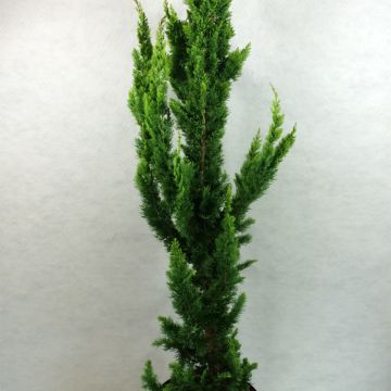 Chamaecyparis lawsoniana Yellow Spire - Cipresso bianco