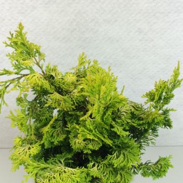 Chamaecyparis obtusa Aurea - Cipresso di Hinoki