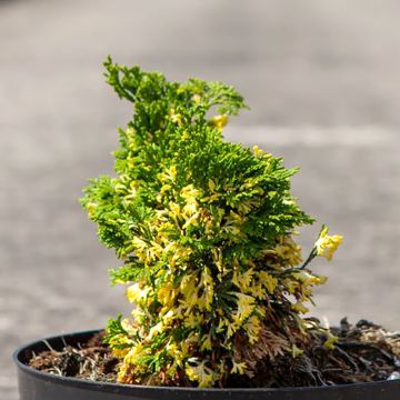 Chamaecyparis obtusa Baldwin Variegated - Cipresso di Hinoki