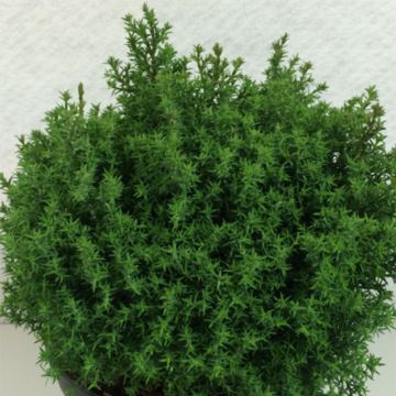 Chamaecyparis obtusa Wissel - Cipresso di Hinoki