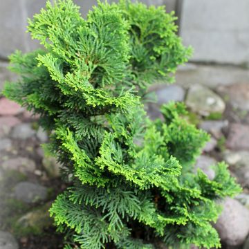 Chamaecyparis obtusa Contorta - Cipresso di Hinoki