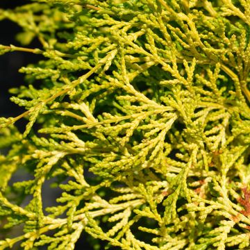 Chamaecyparis obtusa Kamarachiba - Cipresso di Hinoki