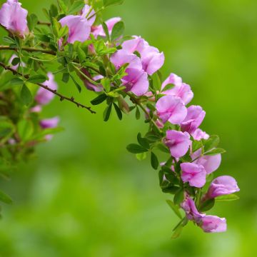 Chamaecytisus purpureus - Citiso purpureo