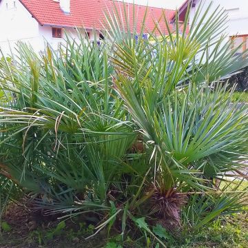 Chamaerops humilis var. cerifera - Palma di San Pietro