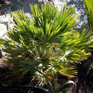 Chamaerops humilis Vulcano - Palma di San Pietro