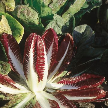 Cicoria Rossa Di Treviso 2