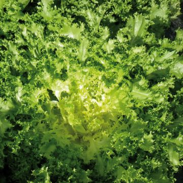 Indivia riccia Wallone Dorea