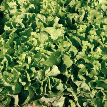 Cicoria scarola Gigante di Maraichere Isis