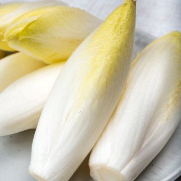 Indivia Chicorée Witloof Zoom F1