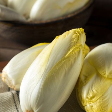 Indivia di Bruxelles