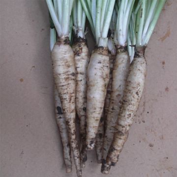 Cicoria Tête d'Anguille