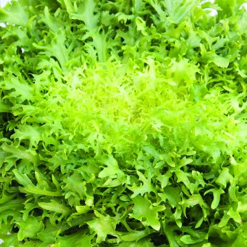 Indivia riccia de Meaux