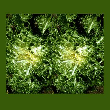 Indivia riccia Grosse Pommant Seule