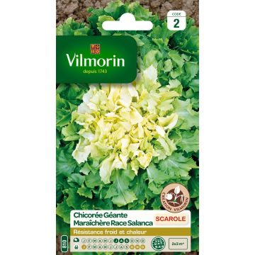 Cicoria scarola Gigante di Maraichere Salanca