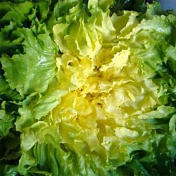 Cicoria scarola gigante riccia Grosse Bouclée Bovary NT