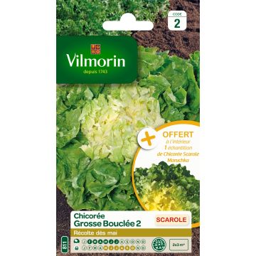 Cicoria scarola gigante riccia Grosse bouclée 2