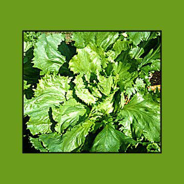 Cicoria scarola Cornetto di Bordeaux (semi rivestiti)