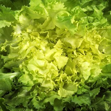 Cicoria scarola Gigante di Maraichere (Bio semi)